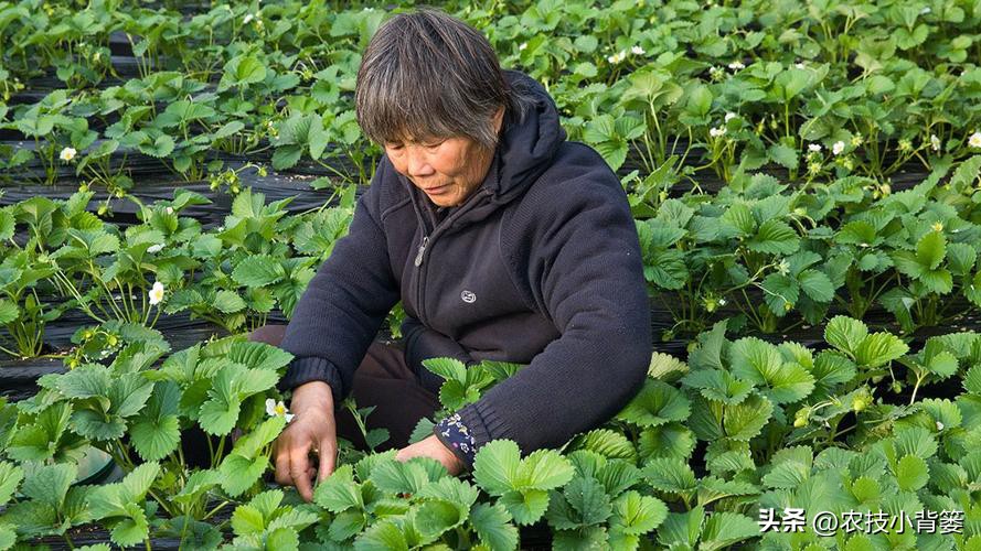 种草莓不要大棚能种植草莓吗,用烂草莓种草莓的正确种植方法