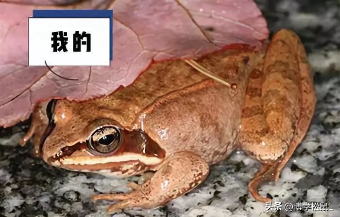 那些年你吃过哪些奇怪的东西,那些年你喝过的奇怪东西