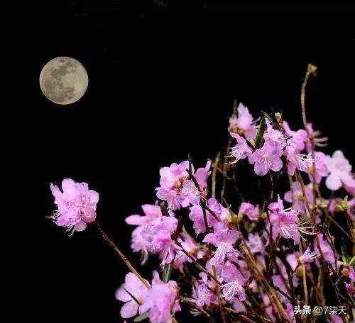 每日一个成语学习,每天学习一个成语三个月