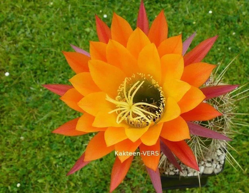 200种·仙人球开花图鉴，大开眼界，美到爆