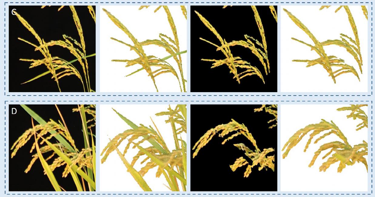 一种基于学习、轮廓形状和超体素聚类的低成本水稻穗三维建模方法