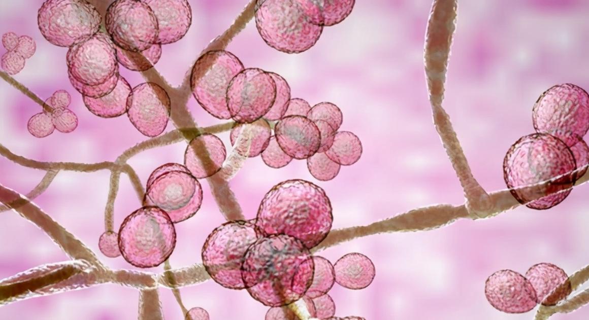 阿根廷传染病事件,澳大利亚发现最致命真菌