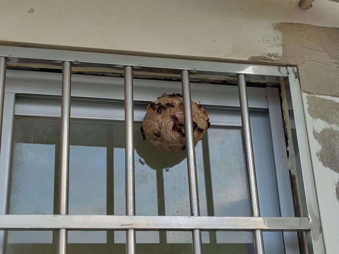 钦州迎来高“蜂”期!蓝朋友2个月摘了181个马蜂窝!