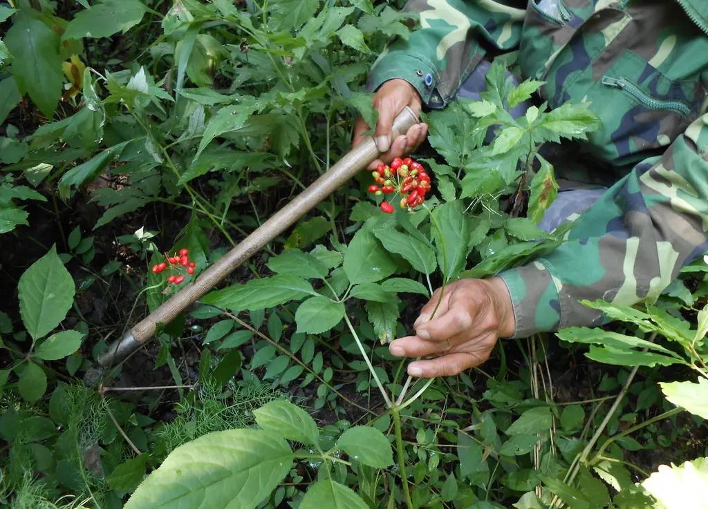 人参3元一支是正品吗,人参和园参是一个品种吗