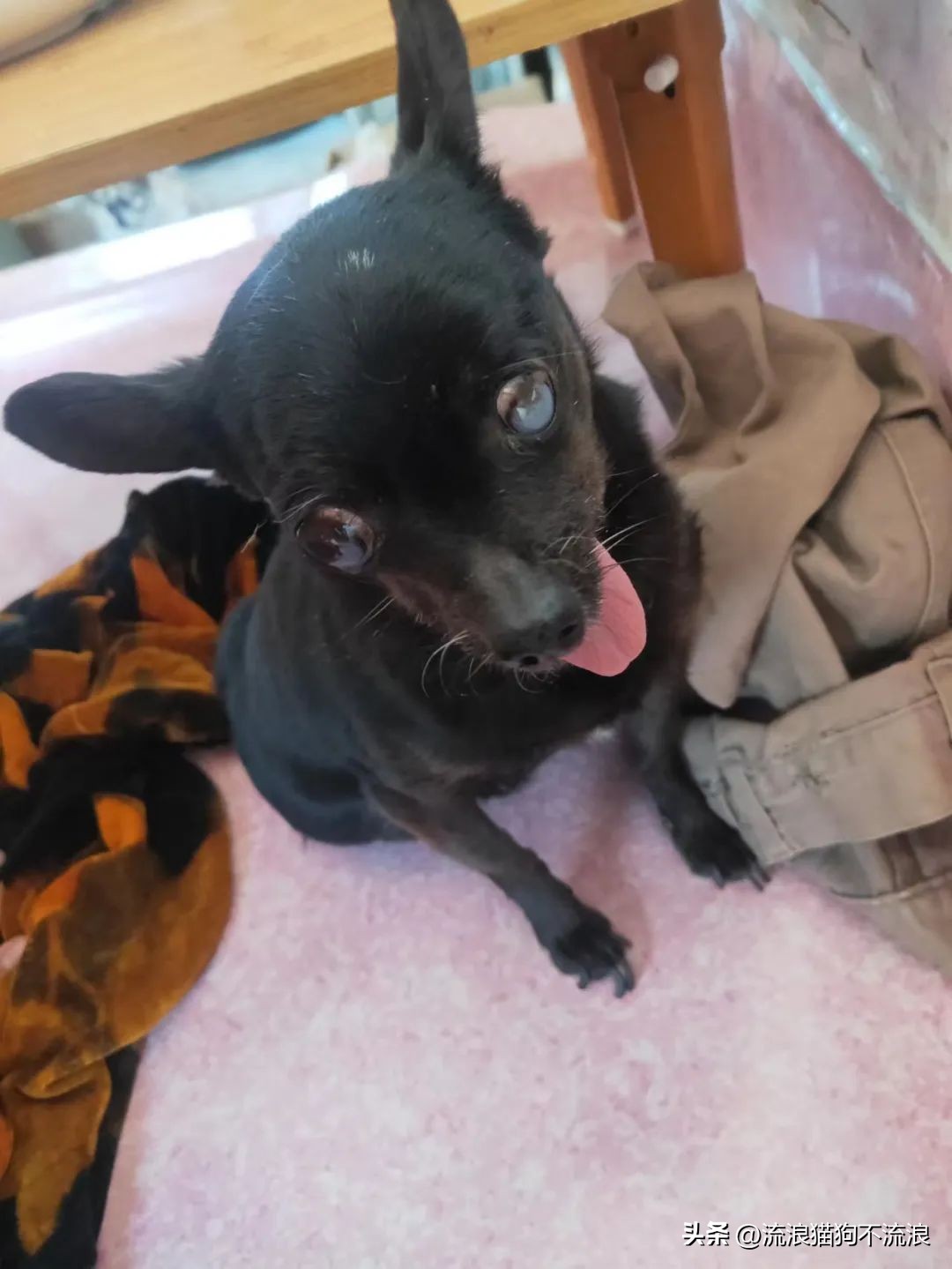 老狗疾病缠身口眼歪斜，最需要陪伴的时候，却遭主人无情抛弃