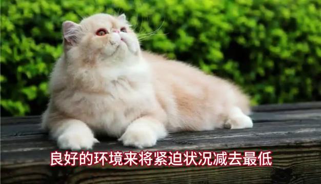 养猫怎么避免细菌感染,上呼吸道经常感染适合养猫猫吗