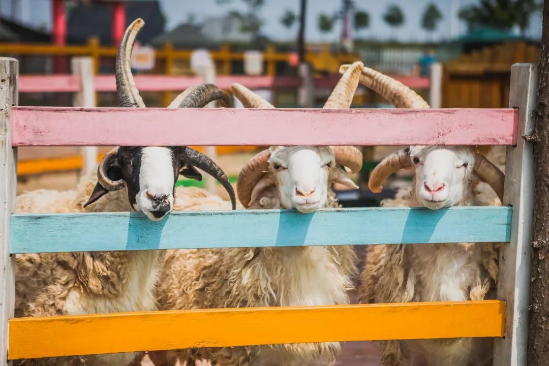 稻梦空间乡村生态观光园,稻梦空间采摘园