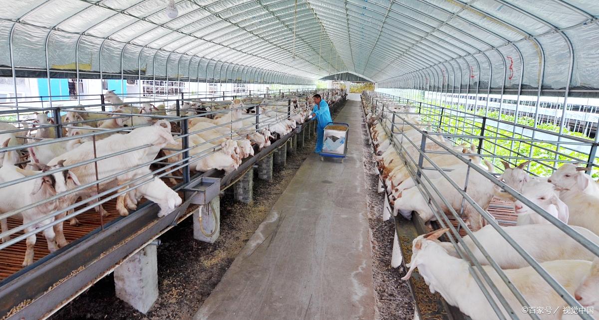 老羊倌,养羊20只羊利润最大化的方法