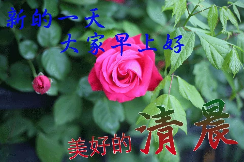 2021年新版问候大家早安图片带字,2022年最近早安问候图片