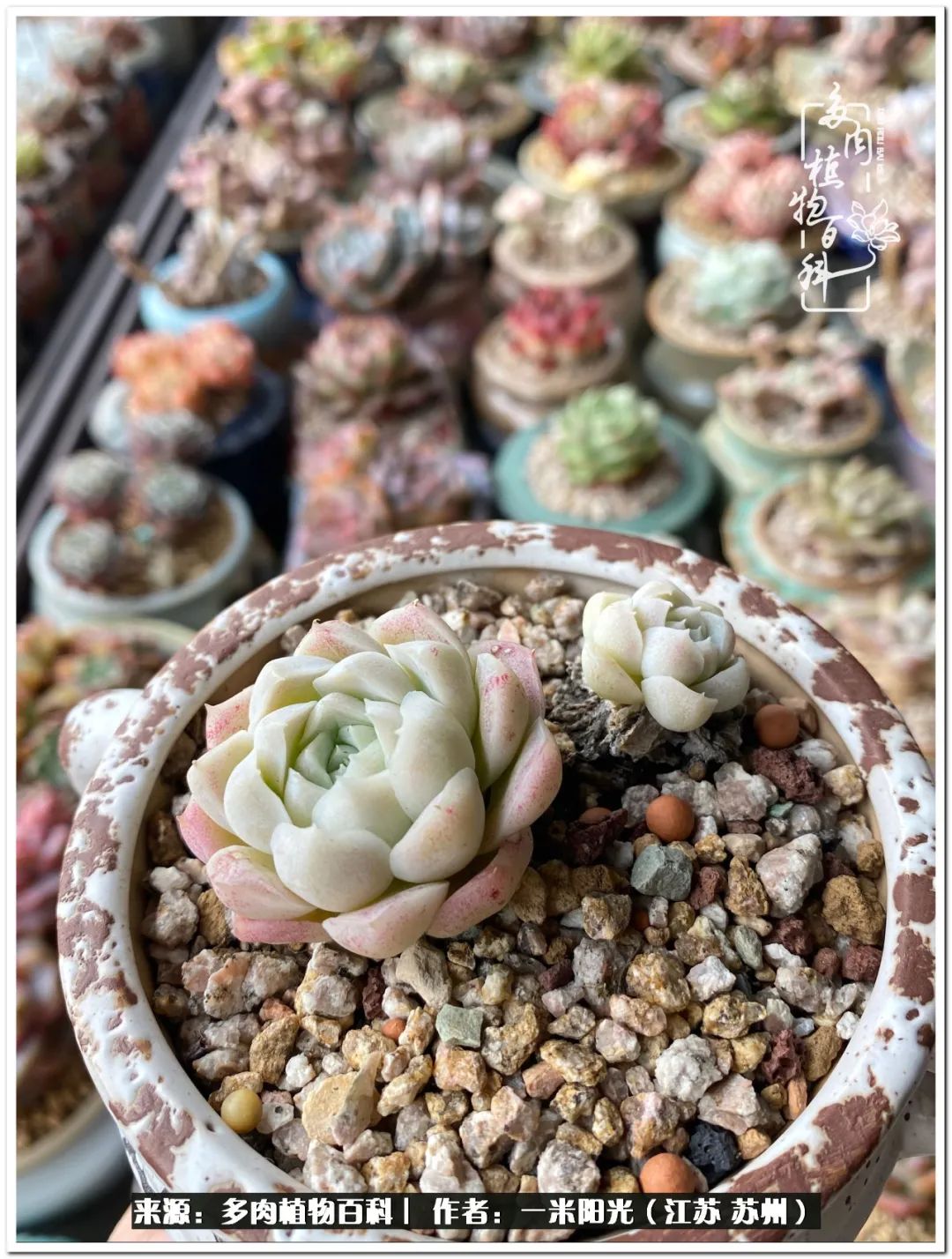 幸福就是珍惜当下所拥有的,珍惜当下所拥有的才是幸福的