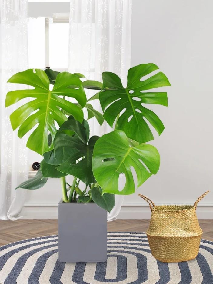 父亲节送康乃馨花束简单又漂亮,母亲节送康乃馨父亲节送什么花