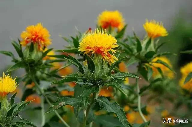 女生的口红竟然是虫子做的,美女口红里有虫子