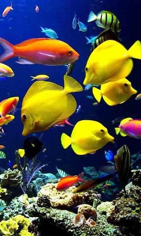 蓝色海景壁纸图片大全,海景壁纸4k超清全面屏