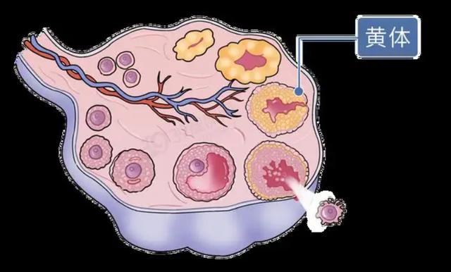 月经结束后有褐色分泌物有问题吗,月经完了后又开始出现褐色分泌物