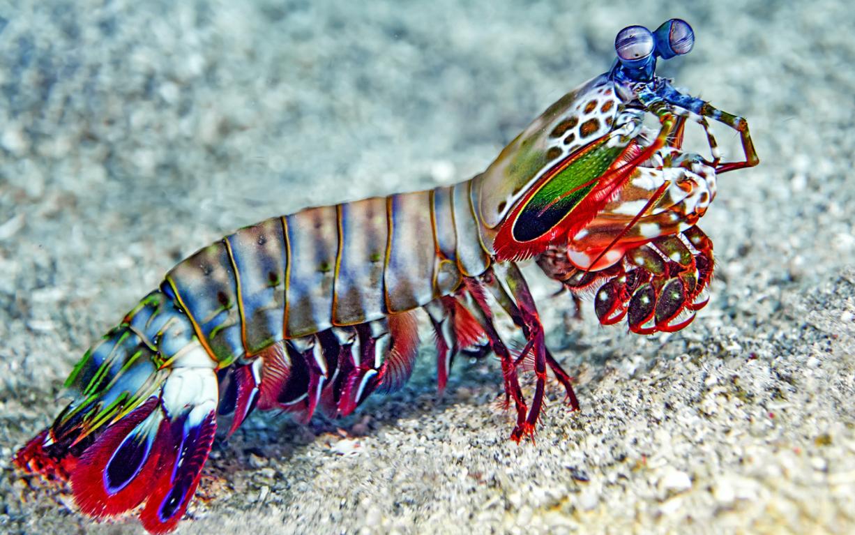 螳螂虾能用多少秒捕食猎物,螳螂虾捕食猎物过程