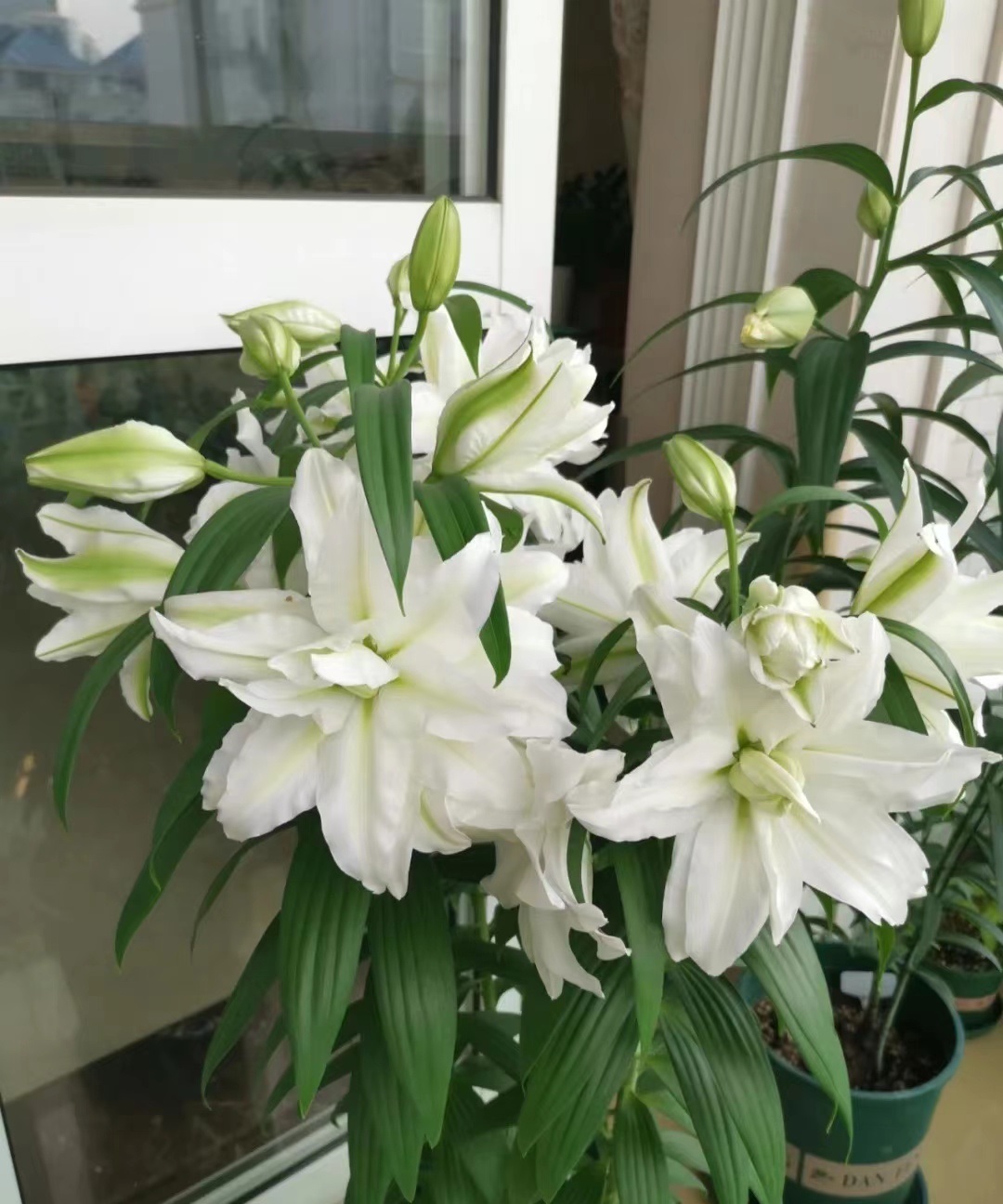 喜欢百合花，就养“重瓣百合”，花大色美，香气怡人，养护也简单