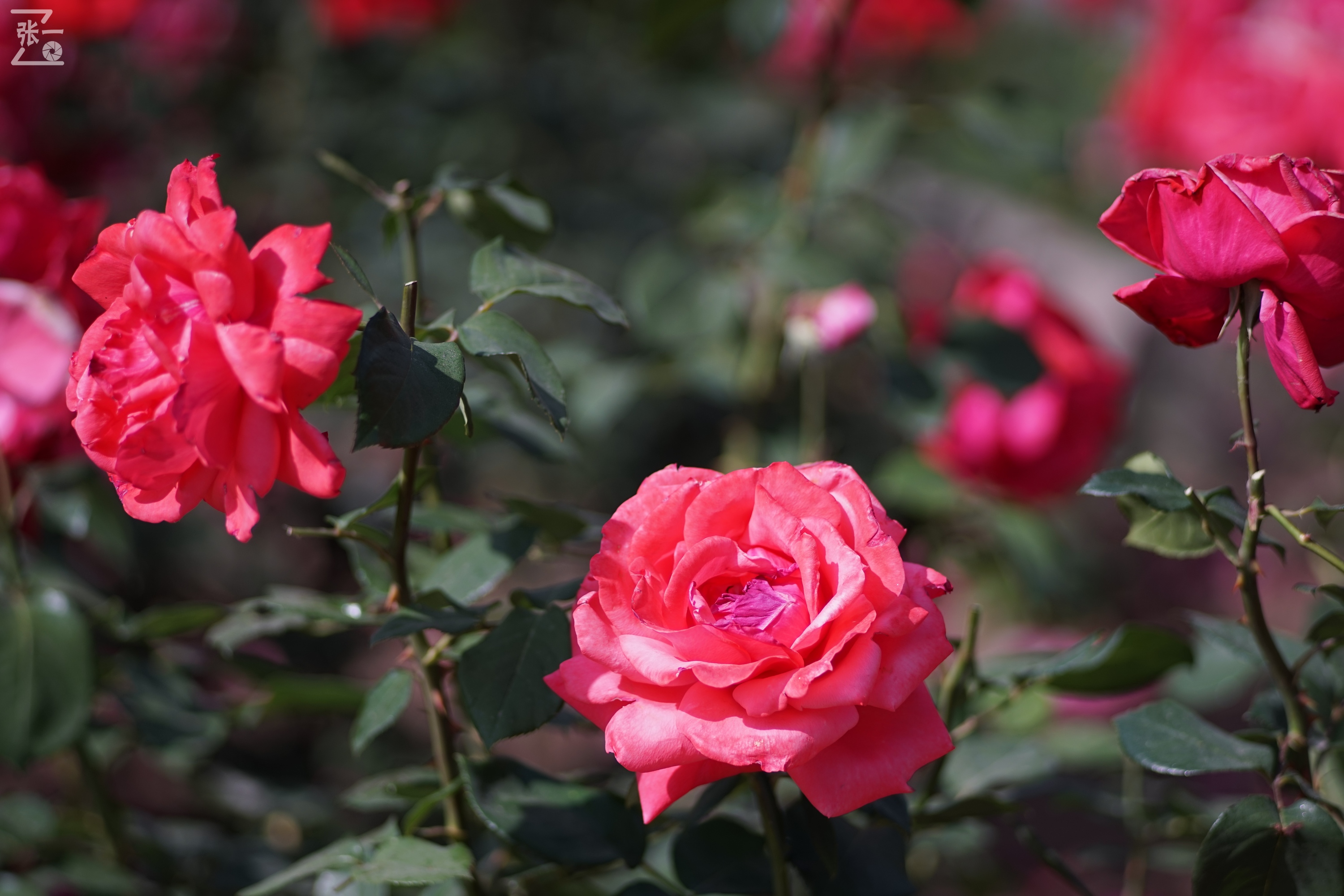 蔡司sonnar50毫米,蔡司sonnar镜头生产年份