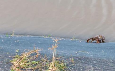 大闸蟹养殖致富路线,自己家如何养殖大闸蟹赚钱