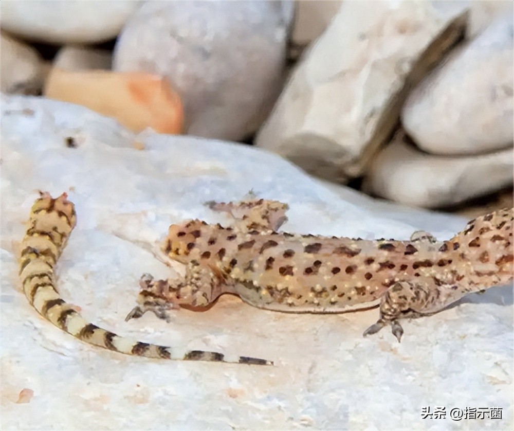 壁虎民间故事,壁虎趣味科普