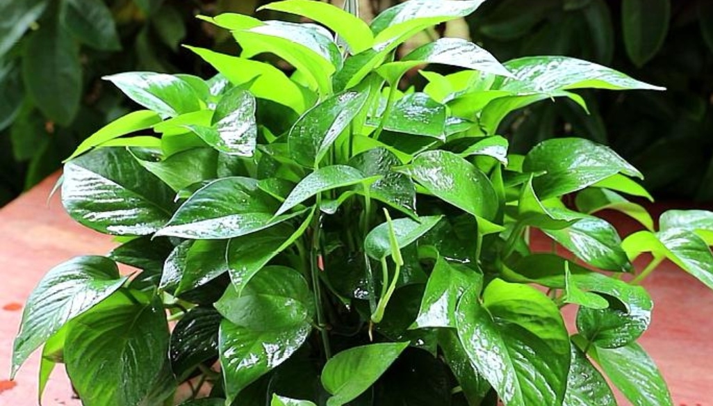 绿萝这样浇水不黄叶不烂根,教你几个小技巧让绿萝枝繁叶茂