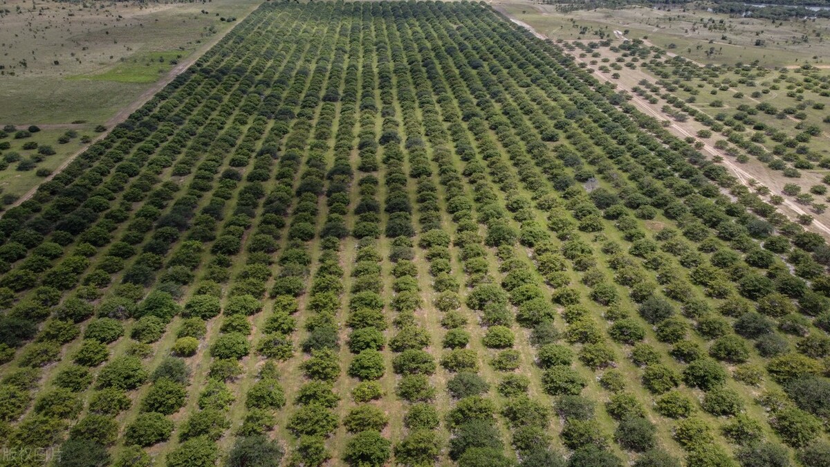 越南腰果渠道销量,特大腰果越南腰果