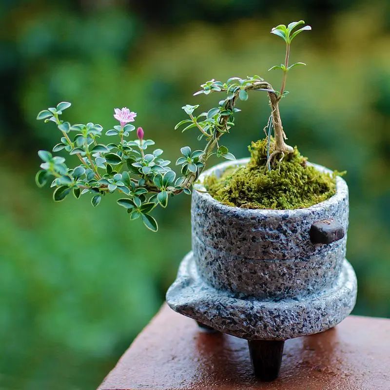 苔藓盆景怎么养水苔,苔藓盆景的养殖方法解答