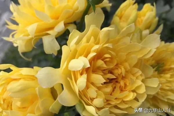 大花浓香勤花的月季品种,大花月季品种介绍大全图片及价格