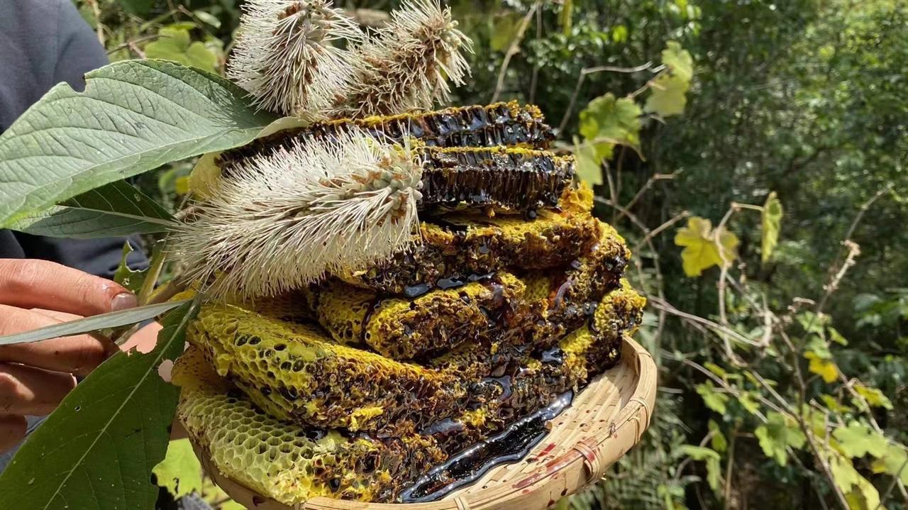 云南黑蜂蜜的功效与作用,云南的黑蜂蜜好吗