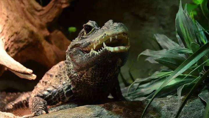 性情凶猛的十大鳄鱼,世界上十大最凶猛的鳄鱼排行榜