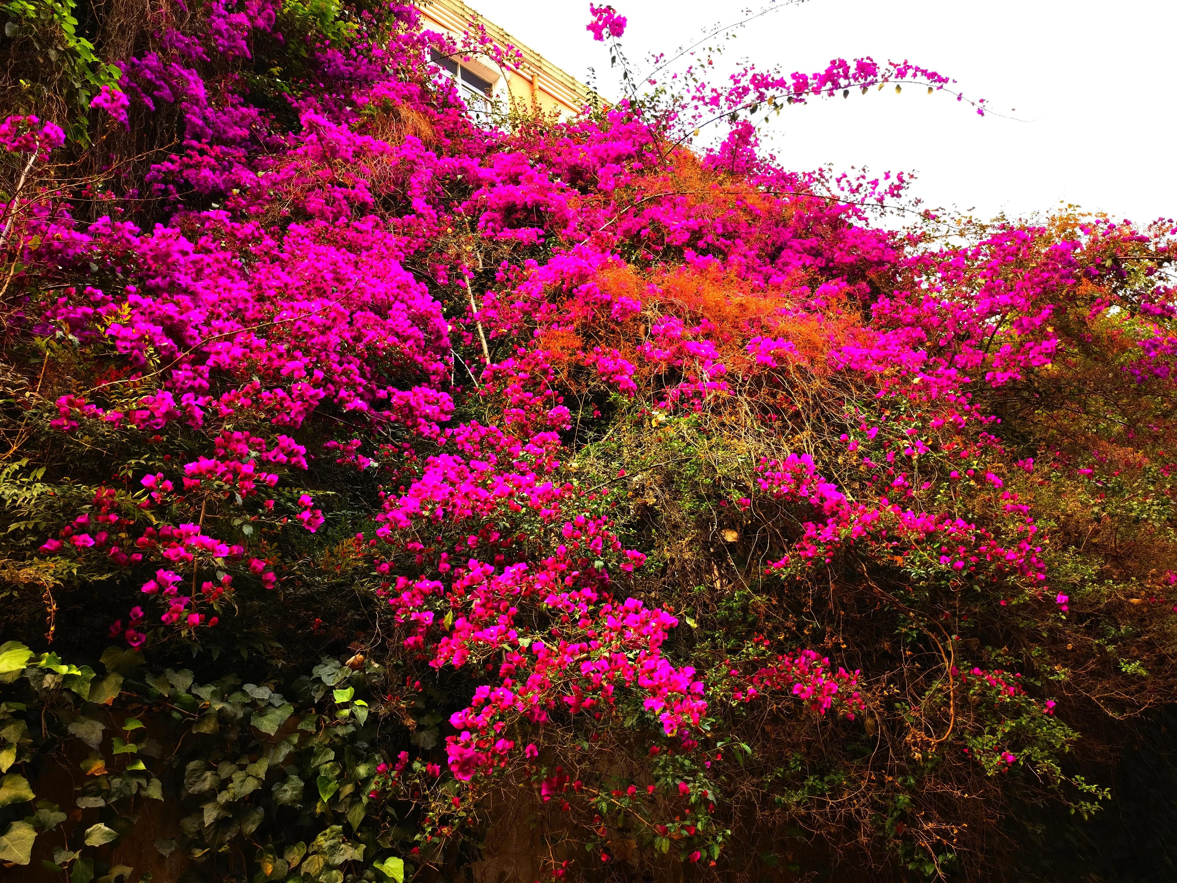 春城无处不飞花的昆明,四季如春的春城无处不飞花