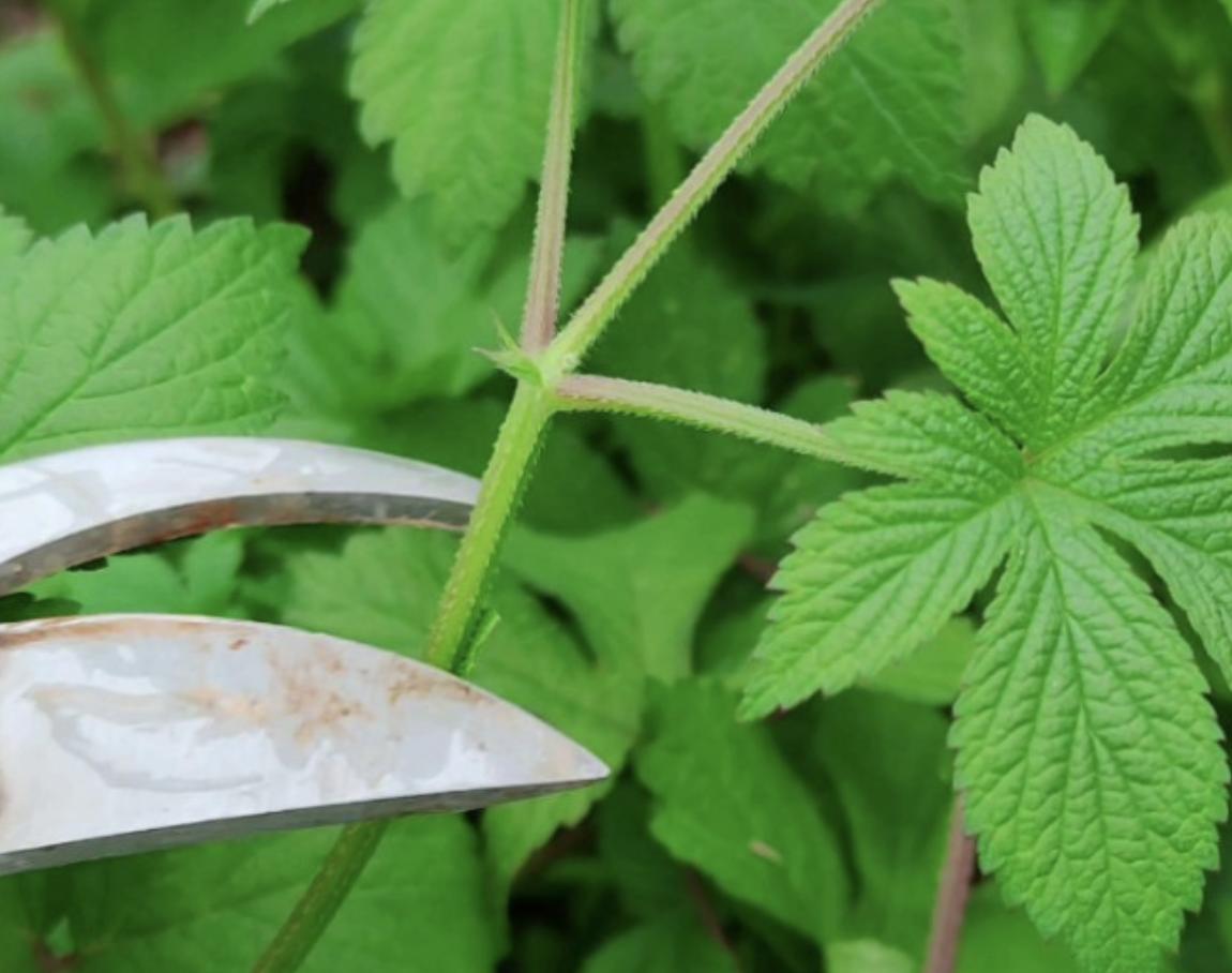 活血丹的功效与作用别名,活血丹是真的吗