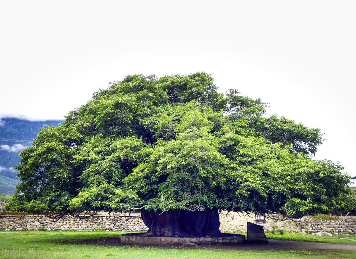 华能水电年报分析,华能水电2024年一季报