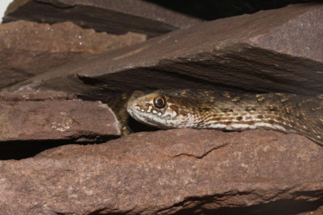 「原来欧洲有这么多种蛇？！」偷师卡塞尔的豢龙大师·下