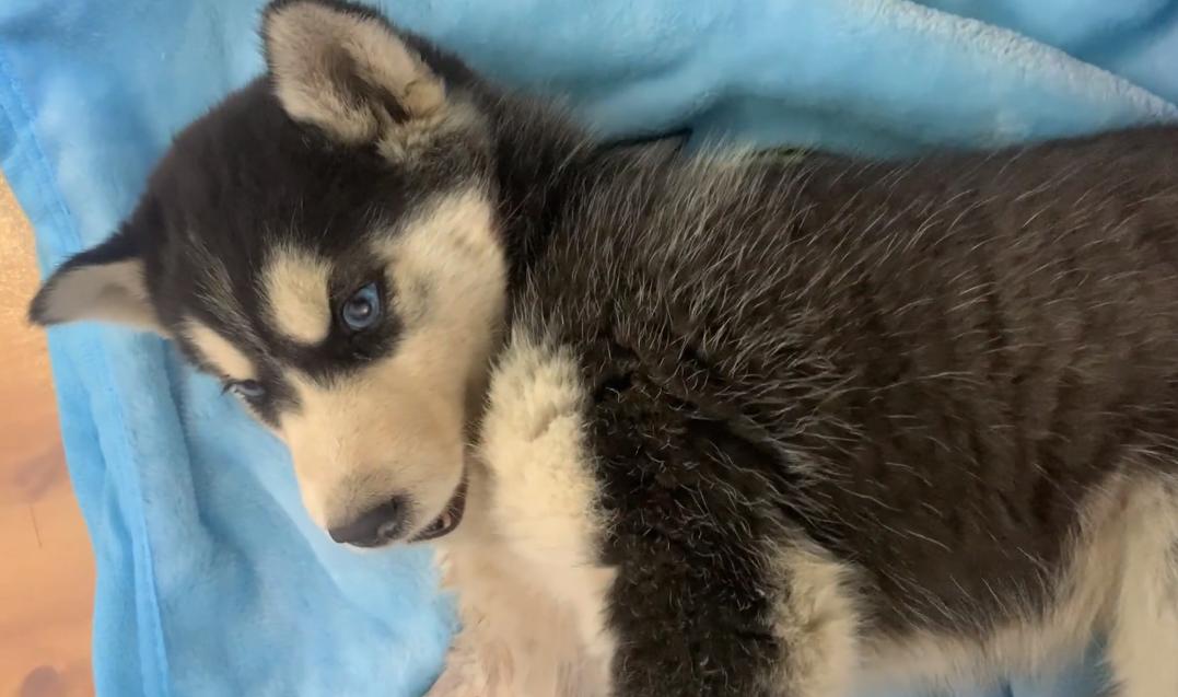 因为6000治疗费被抛弃的哈士奇，历经10个月，它已经成为纯纯二哈