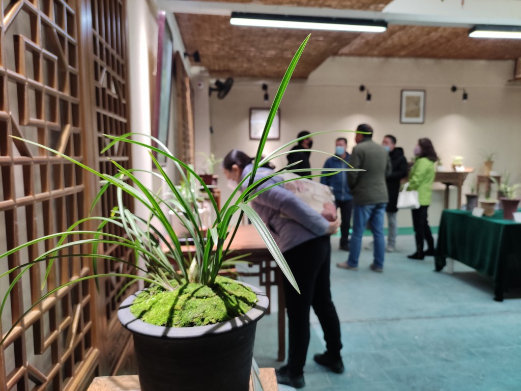 “金陵兰汇”兰花馆于江宁湖东29盛大开业,香飘四溢