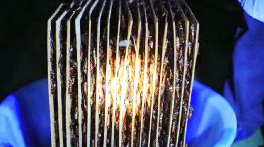 餐厨垃圾养殖蟑螂怎么拿补贴,山东养殖蟑螂解决餐厨垃圾