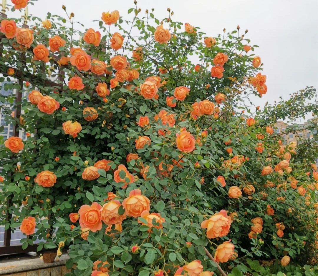 光照不足也能猛开花的藤本月季,抗病好养勤花的藤本月季品种