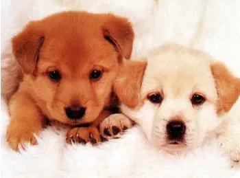 十二生肖戌狗,十二生肖戌狗钩织教程