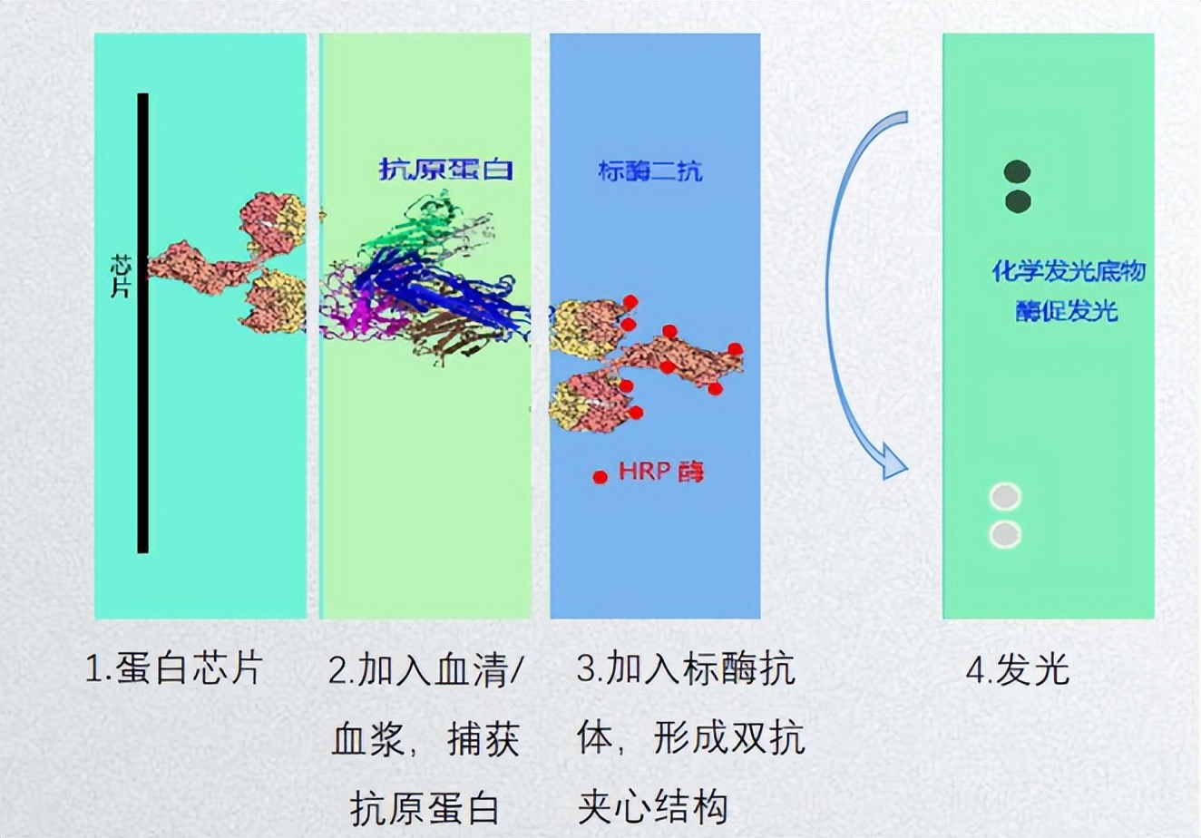 蛋白质芯片行业前景,蛋白质芯片技术原理及应用