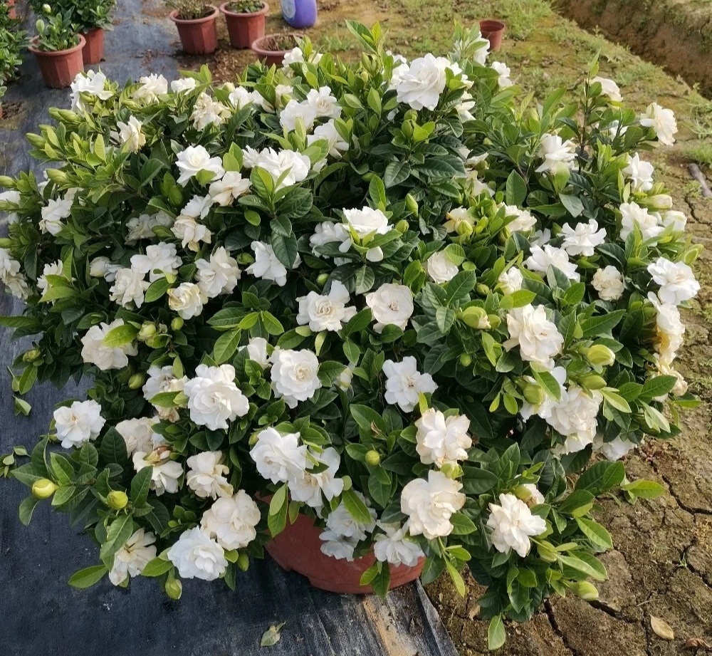 养花浇水你必须知道的浇水技巧,养花只浇水越养越不美