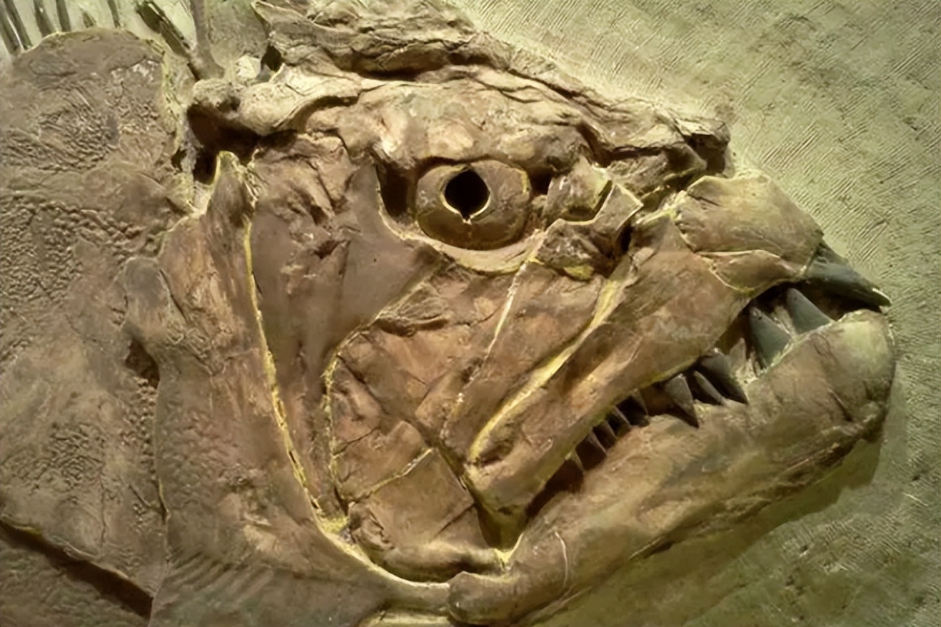 各种古生物化石图片,神秘的地球古生物昆虫化石