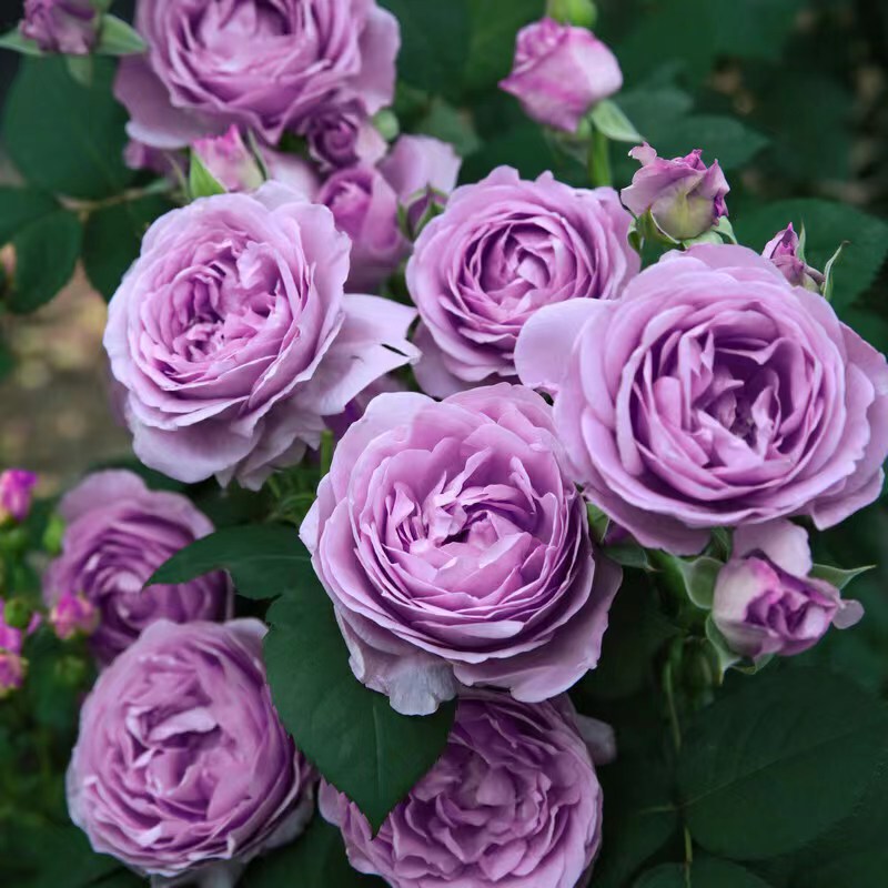 精致又温馨的小阳台,漂亮阳台月季花