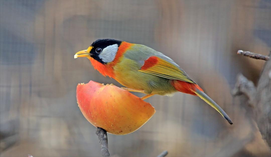 50张最佳鸟类摄影作品,鸟儿大全大图