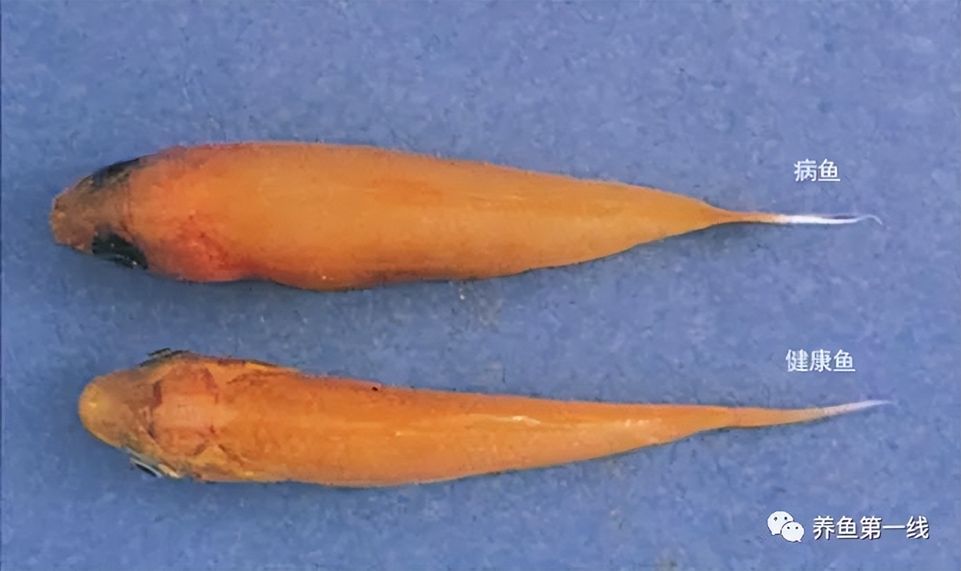 鲤浮肿病毒,CEV：鲤浮肿病研究进展与治疗鲤传染性水肿病的探讨