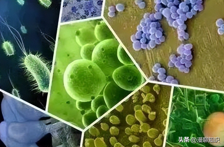 猫会感染人的疾病的图片,猫病毒检测cpr可以测出什么病毒