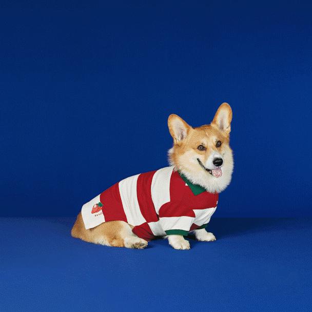 肯德基猫窝可选吗,肯德基猫窝是啥