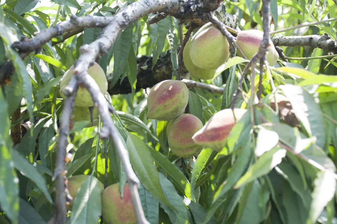 鹰嘴桃脆香甜,赣南鹰嘴桃新鲜现摘