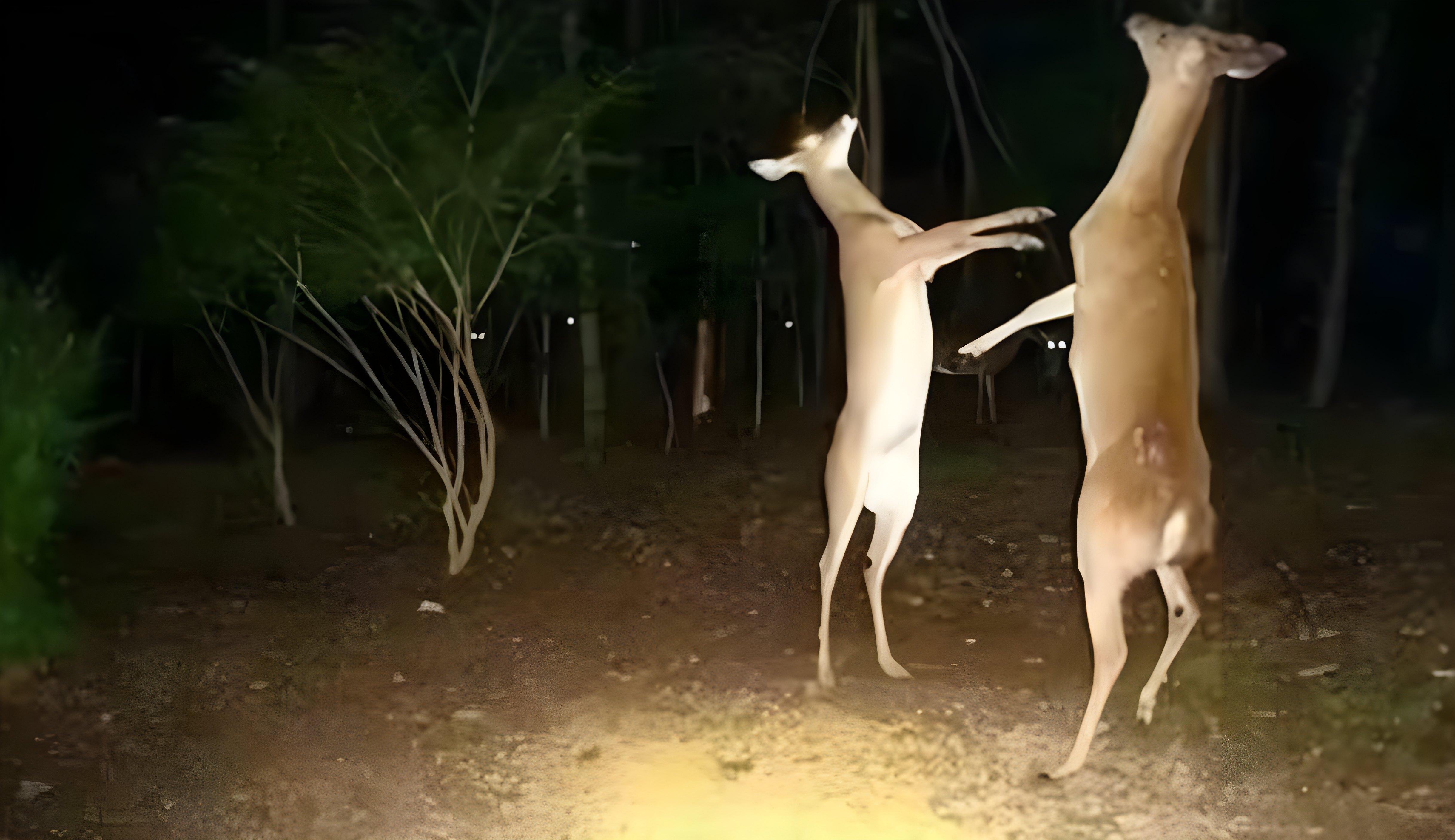 朊病毒致死率100%!无药可救烹煮杀不死，感染后到底有多恐怖？