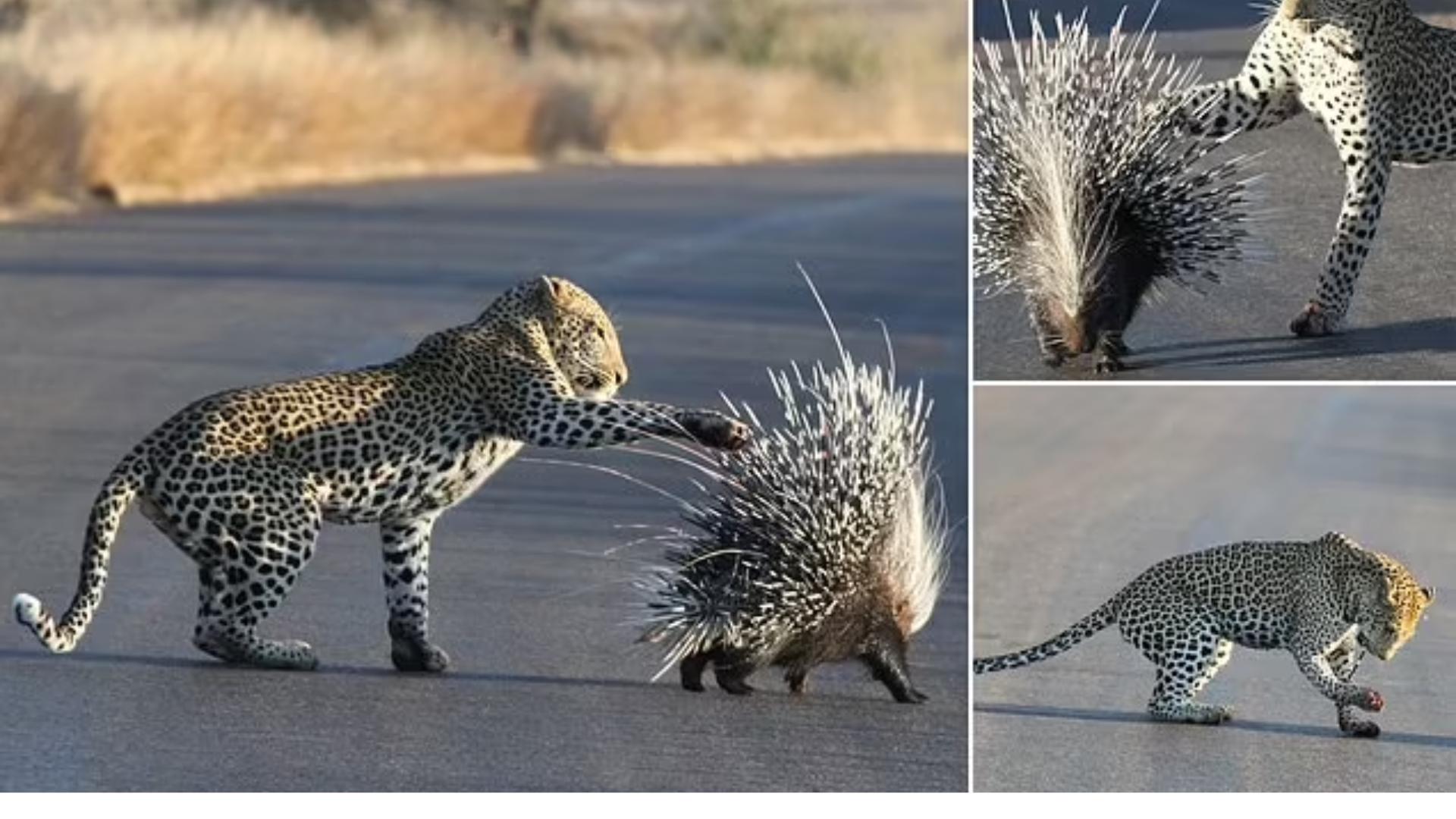 蟒蛇吞野猪被刺死,豪猪刺死巨蟒蛇