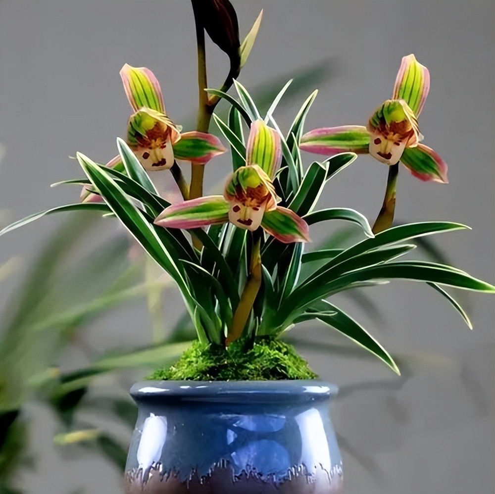 墨兰金边兰花哪个品种最好,兰花带金边的叫什么兰